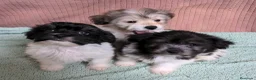 Bichón Habanero perros en venta: Machitos de bichon habanero - Anuncio 10