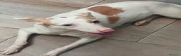 Podenco Andaluz perros en venta: Podenca andaluza - Anuncio 2