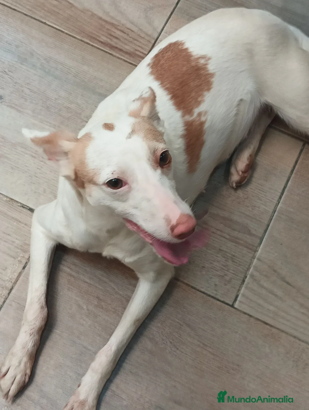 Podenco Andaluz perros en venta: Podenca andaluza - Anuncio 2