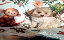 Caniche Enano perros en venta: Cachorros de Caniche Enano  - Imagen 2