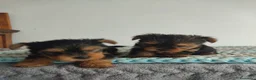 Yorkshire Terrier perros en venta: Yorkshire miniatura  - Anuncio 3