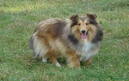 Perro Pastor de las Shetland perros en venta: Cachorros pastor de Shetland - Anuncio 3