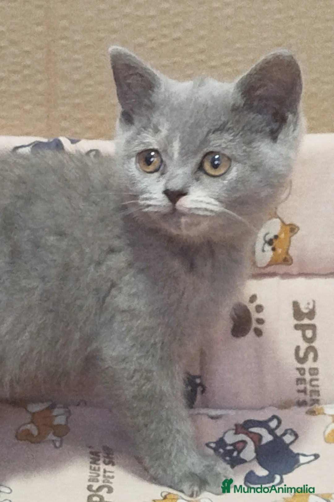 Británico de Pelo Corto gatos en venta: British Shorthair bicolor , última hembra - Anuncio 2