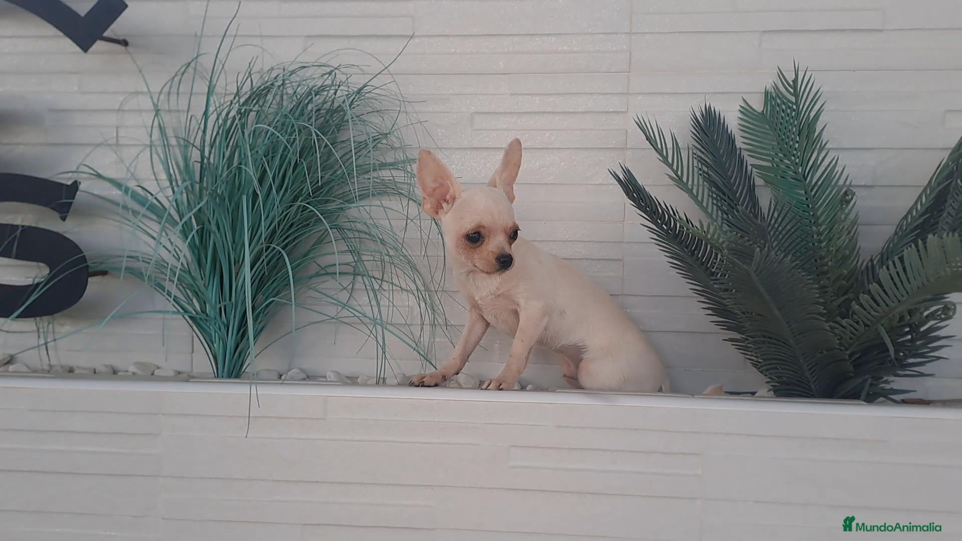 Chihuahua perros en venta: Chihuahua cabeza cervato de adulto 1,600g - Anuncio 7
