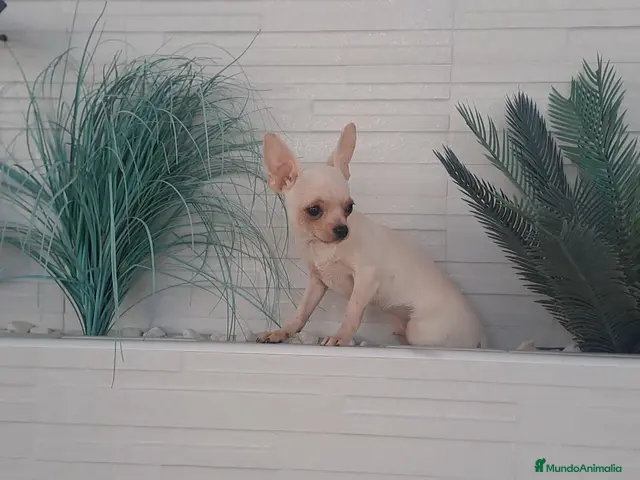 Chihuahua perros en venta: Chihuahua cabeza cervato de adulto 1,600g - Anuncio 1