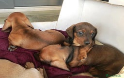 Teckel Miniatura perros en venta: TECKEL PELO CORTO - Imagen 4