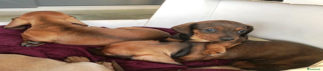 Teckel Miniatura Cachorro 5