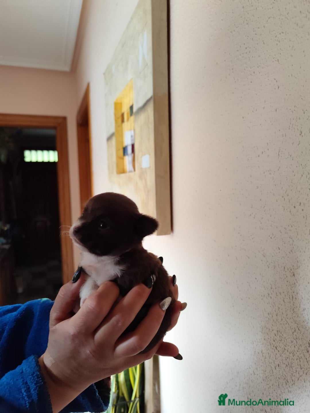 Chihuahua perros en venta: CHIHUAHUA HEMBRA EXCLUSIVA  - Anuncio 2