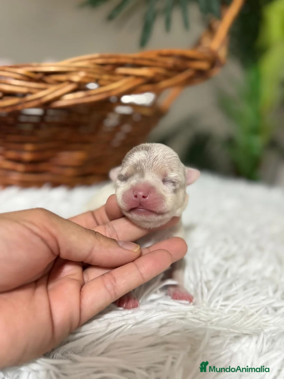 Chihuahua perros en venta: CHIHUAHUA MERLE  - Anuncio 13