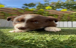 Border Collie perros en venta: BORDER COLLIE HEMBRA CHOCOLATE - Imagen 4