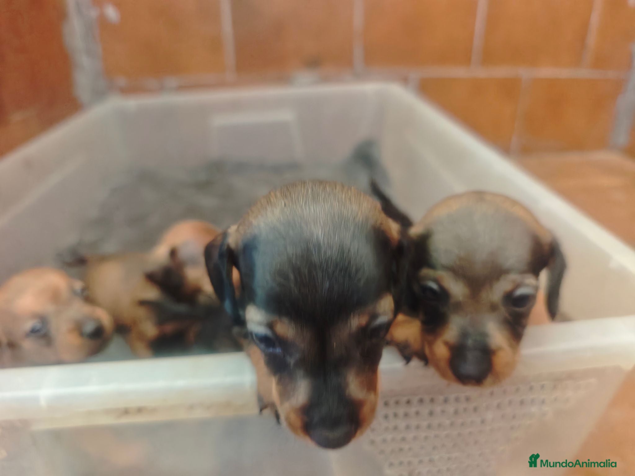 Teckel Miniatura perros Precisos teckel - Anuncio 1