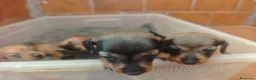 Teckel Miniatura perros en adopcion: Precisos teckel - Anuncio 1