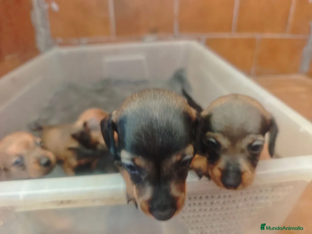 Teckel Miniatura perros en adopcion: Precisos teckel - Anuncio 1