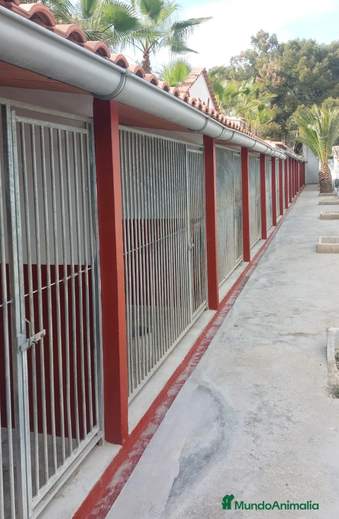 Pinscher Alemán perros en venta: Benidorm Todos los servicios para tu mascota  en Alicante - Anuncio 33