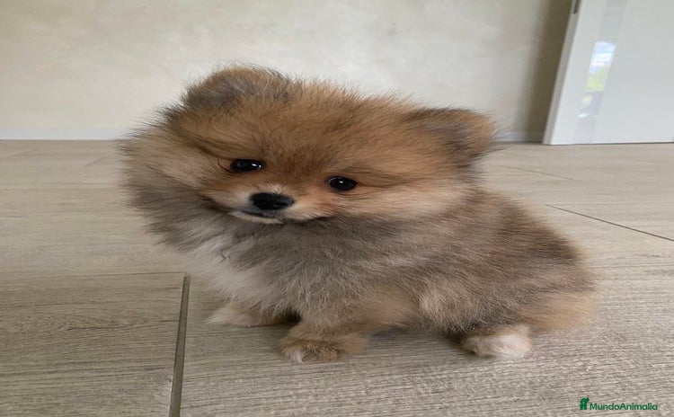 Pomerania perros - Propaganda 2