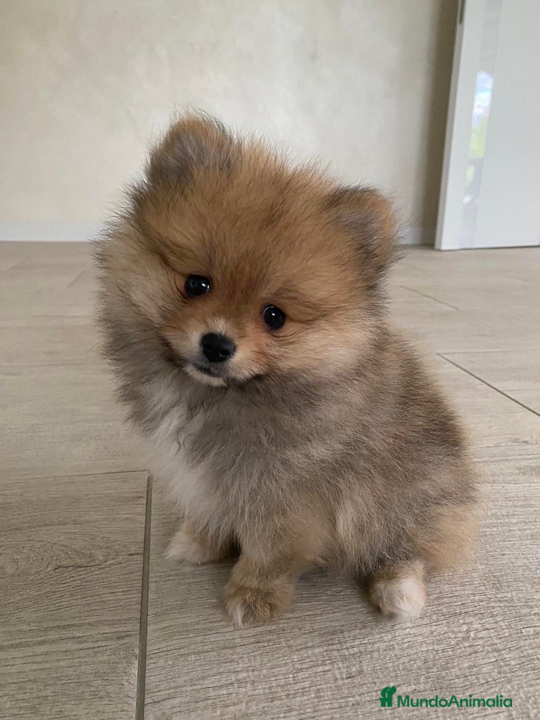 Pomerania perros en venta: POMERANIA MACHO - Imagen 1