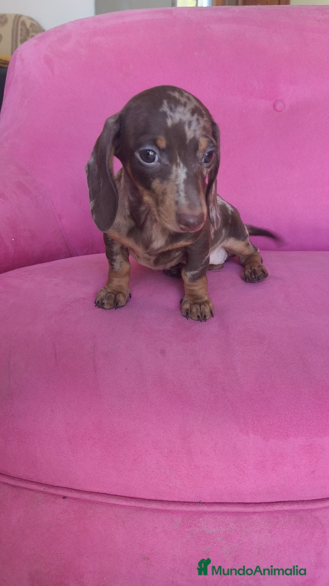 Teckel Miniatura perros Teckel Kanichen hembra Arlequín chocolate 🍫 - Anuncio 1
