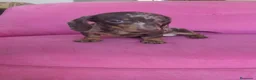 Teckel Miniatura perros en venta: Teckel Kanichen hembra Arlequín chocolate 🍫 - Anuncio 1