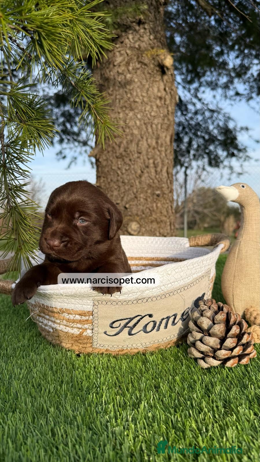 Labrador Retriever perros CACHORROS LABRADORES DISPONIBLES en Asturias - Anuncio 12