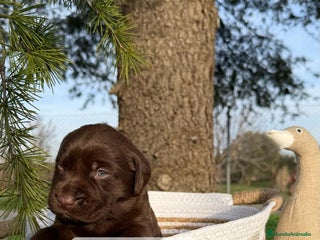 Labrador Retriever perros en Asturias - Anuncio 12