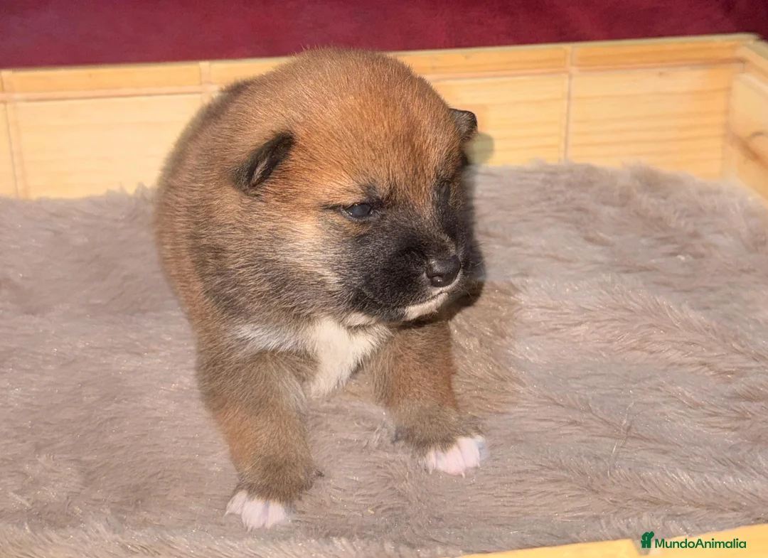 Shiba Inu perros en venta: Shiba Inu rojos bebes disponibles  - Anuncio 1
