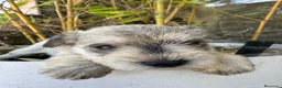 Schnauzer Miniatura perros en venta: Schnauzer Camada Especial  - Anuncio 2