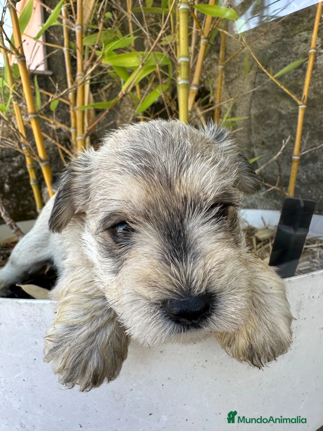 Schnauzer Miniatura perros en venta: Schnauzer Camada Especial  - Anuncio 2