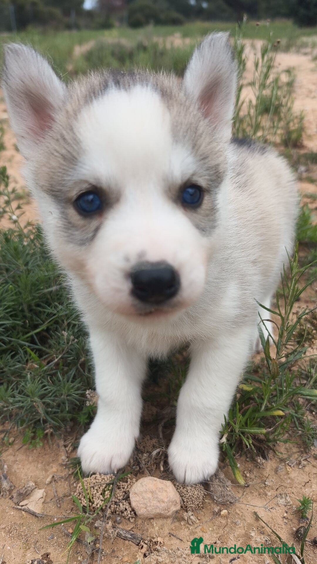 Husky Siberiano perros en venta: Husky SIBERIANO disponibles  - Anuncio 14