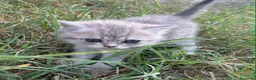 Scottish Fold gatos en venta: Scottish fold - Anuncio 4