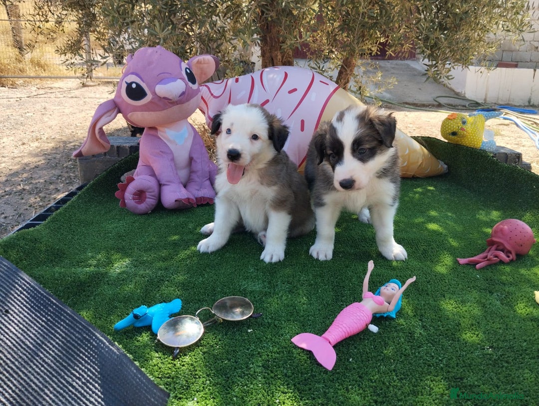 Border Collie perros en venta: Gran Camada de Border Collie - Imagen 7