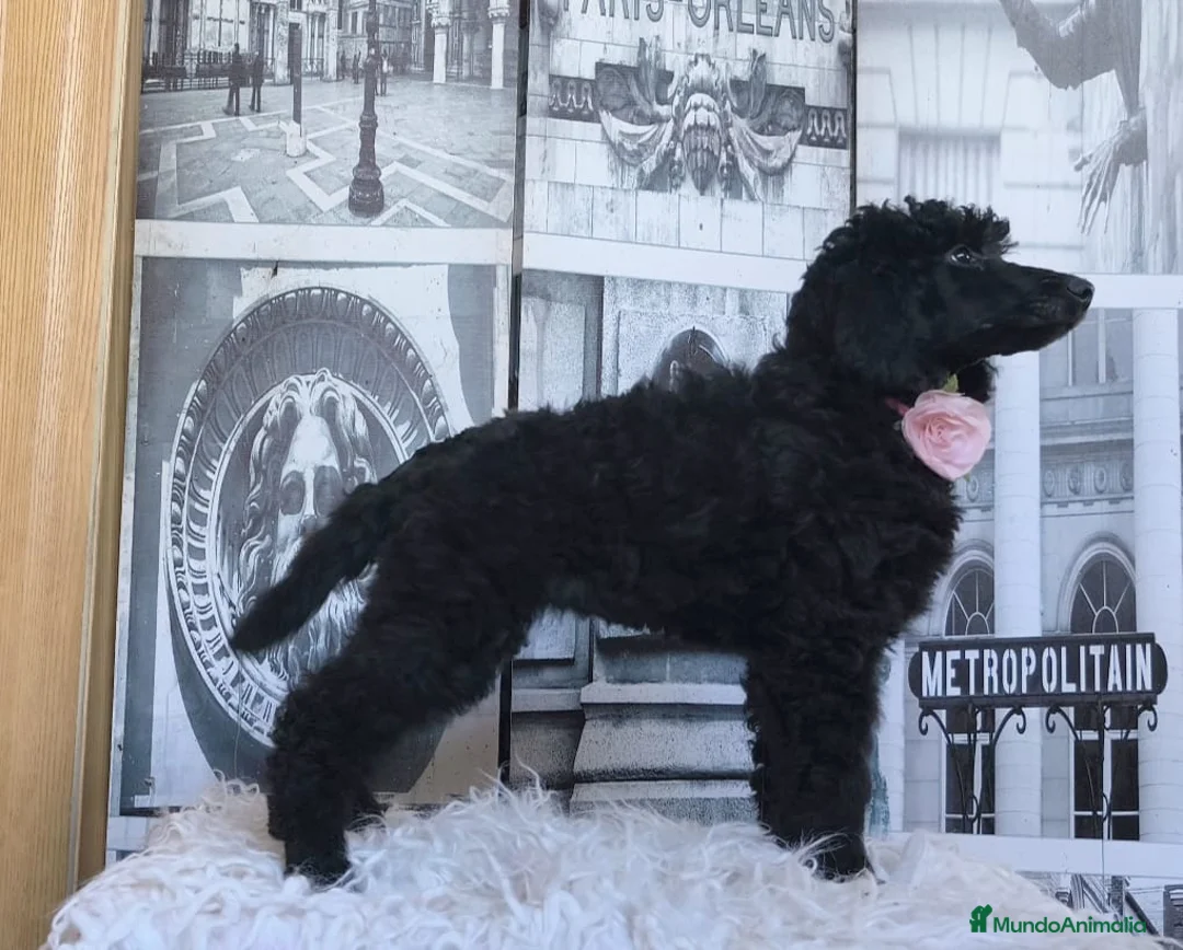 Caniche Gigante perros en venta: Caniche gigante  - Anuncio 4