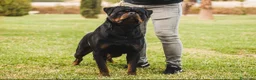 Rottweiler perros en venta: Rottweiler  - Anuncio 9
