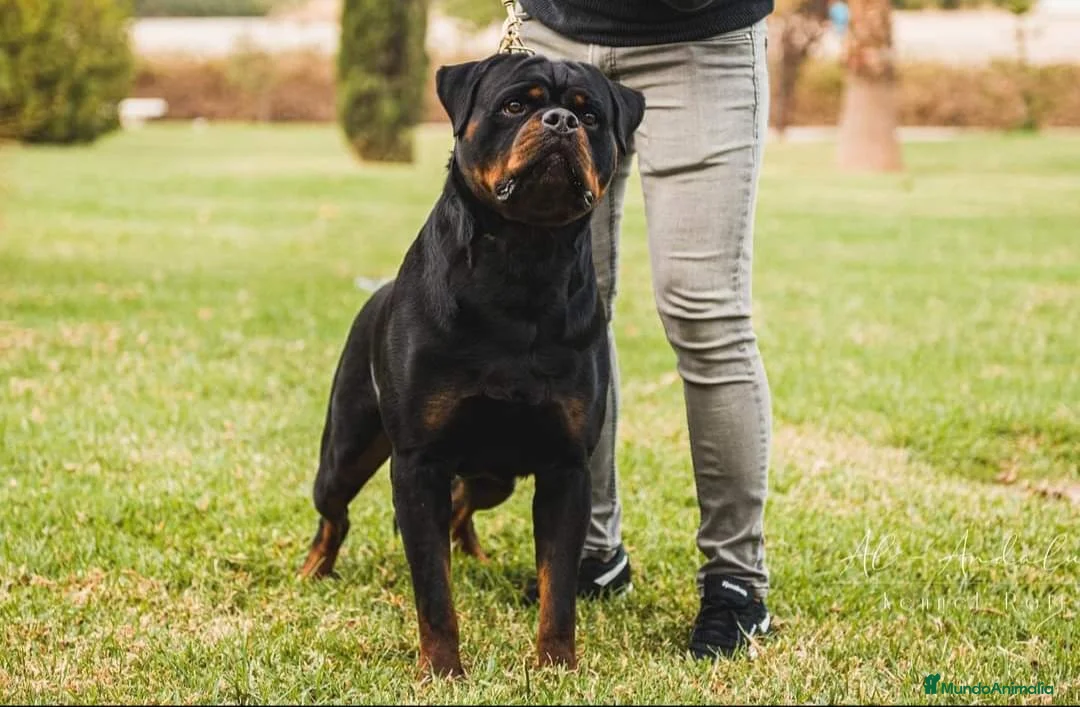 Rottweiler perros en venta: Rottweiler  - Anuncio 9