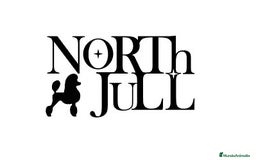 Caniche Enano perros en venta: Caniche toy - Imagen 4