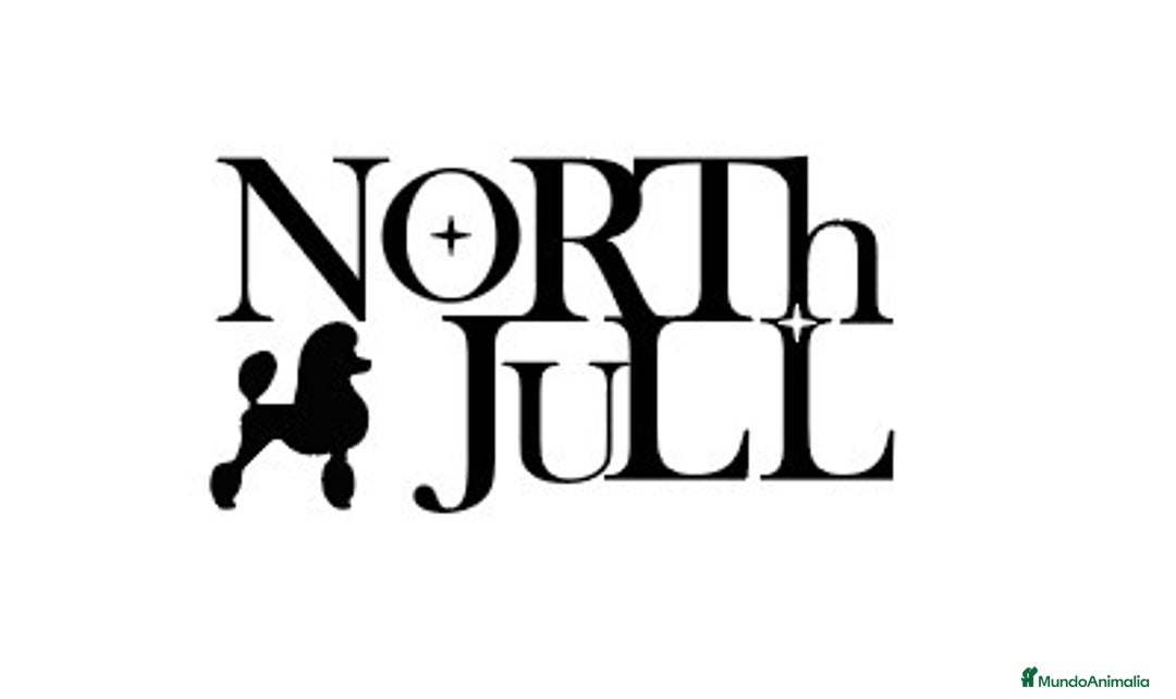 Caniche Enano perros en venta: Caniche toy - Imagen 4