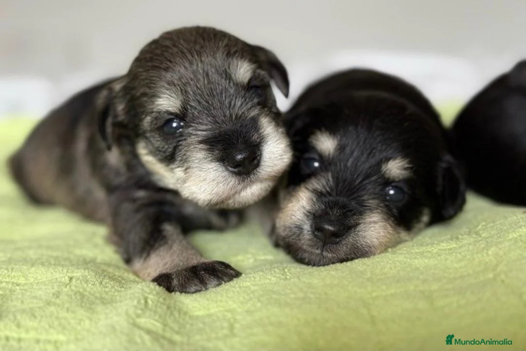 Schnauzer Miniatura perros en venta: CRIADERO DE SCHNAUZER MINI CATALUÑA  - Anuncio 6