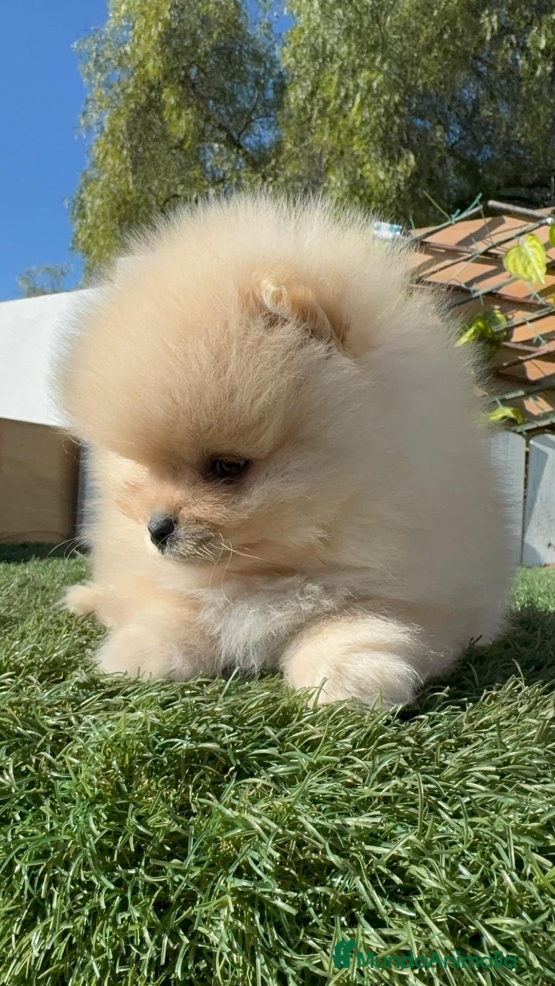 Pomerania perros en venta: POMERANIA CARITA DE OSITO - Anuncio 9