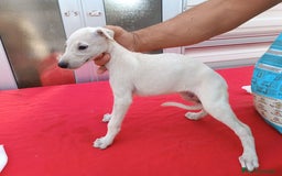 Galgo Español perros en venta: camada de galgo español  - Imagen 3