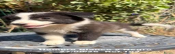 Border Collie perros en venta: BORDER COLLIE DE VILLA BIZNAGA - Anuncio 8