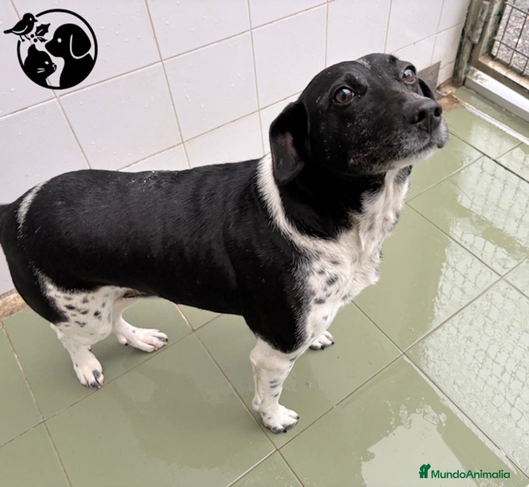 Raza Mixta perros en adopcion: BAT.. - Anuncio 2