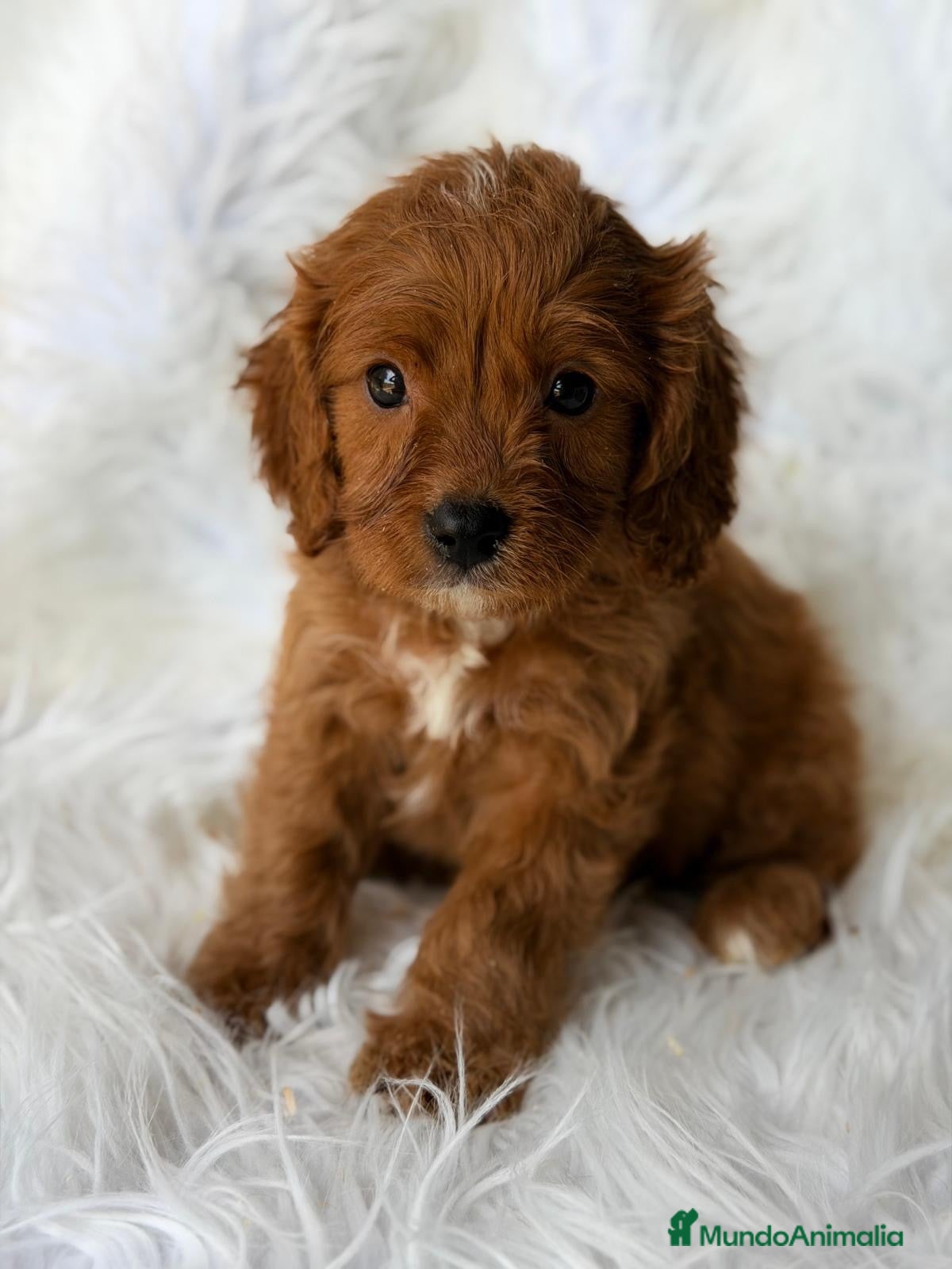 Cavapoo perros CAVAPOO CALIDAD MUY ROJOS - Anuncio 1