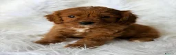 Cavapoo perros en venta: CAVAPOO CALIDAD MUY ROJOS - Anuncio 1