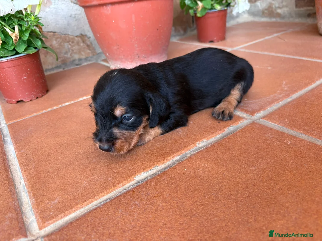 Teckel perros en venta: teckel pelo jabali - Anuncio 5