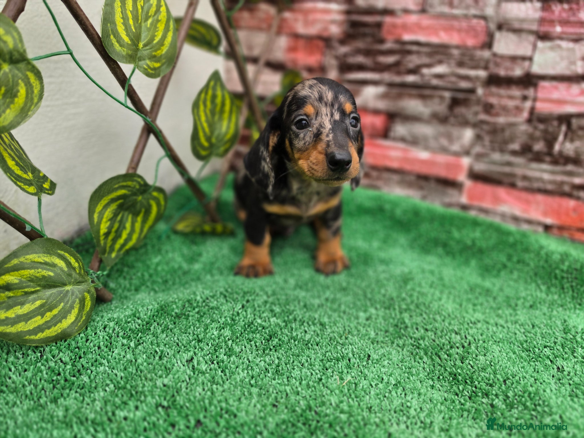 Teckel Miniatura perros TECKEL MINIATURA ARLEQUIN  - Anuncio 1