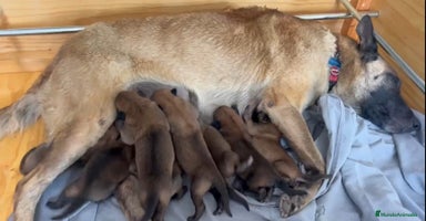 Pastor Belga Malinois perros - Anuncio 10