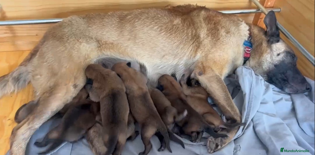 Pastor Belga Malinois perros en venta: Cachorros Pastor Belga Malinois  - Imagen 3
