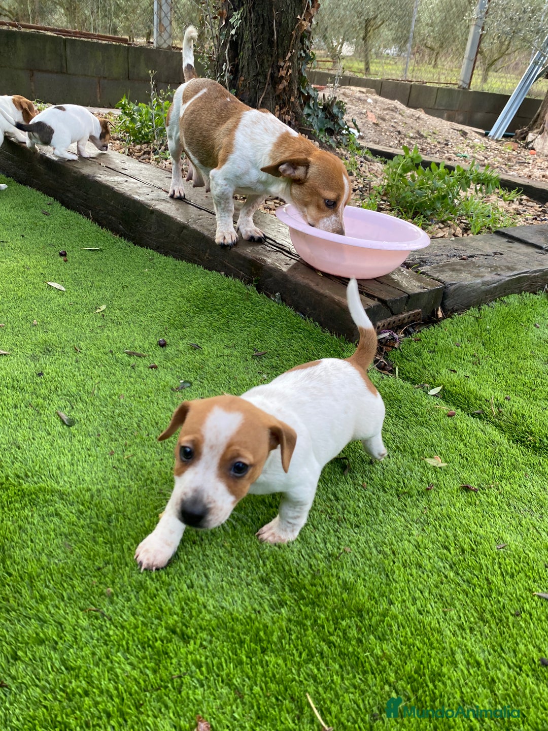 Jack Russell Terrier perros en venta: Jack Russell patas cortas 🐾 - Anuncio 3