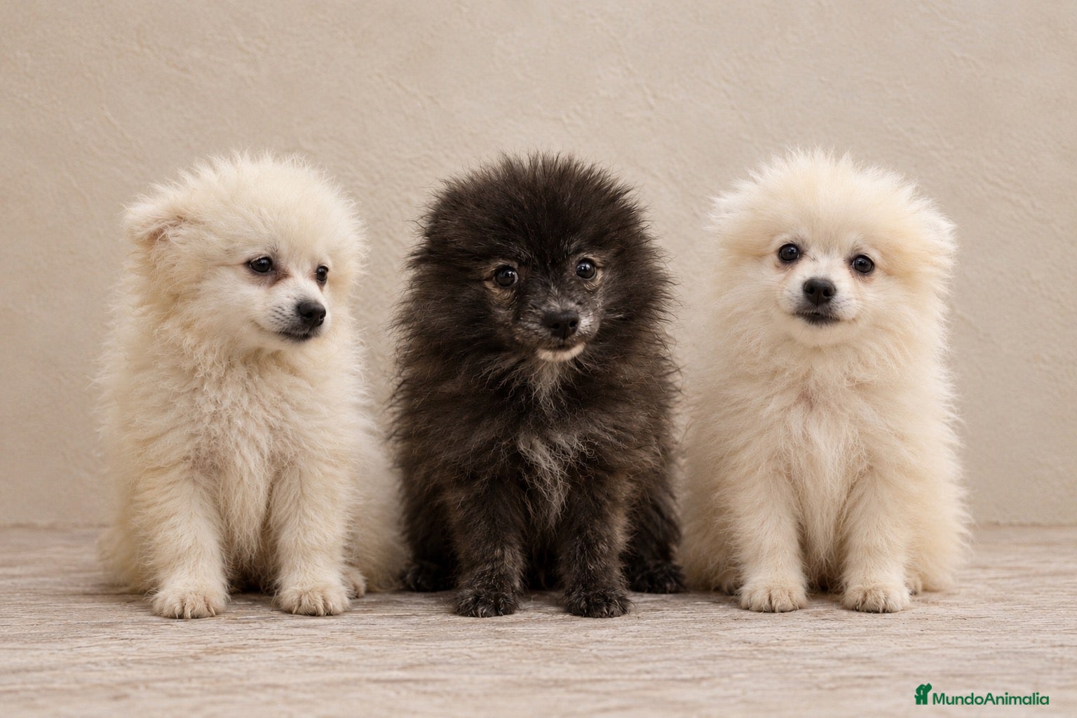 Pomerania perros Preciosos pomeranias 🐾🐻 - Anuncio 1