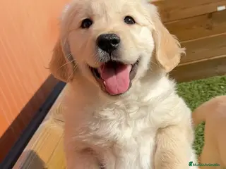 Golden Retriever perros GOLDEN RETRIEVER en Barcelona - Anuncio 1