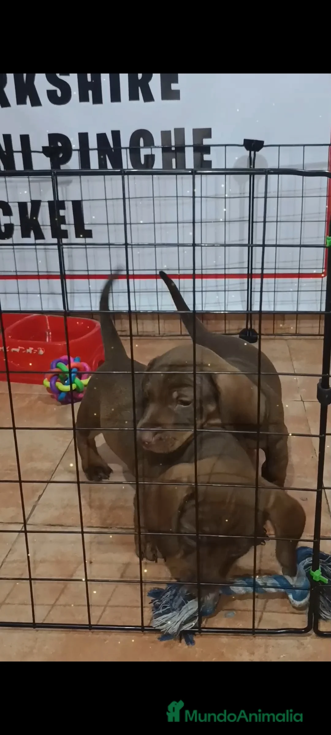 Teckel Miniatura perros en venta: Teckel miniatura  - Anuncio 3